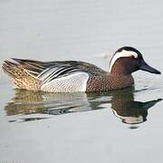 Garganey