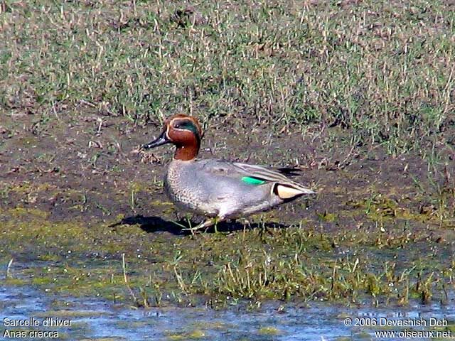 Eurasian Teal