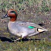 Eurasian Teal