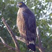 Crested Serpent Eagle