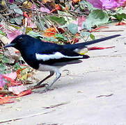 Oriental Magpie-Robin