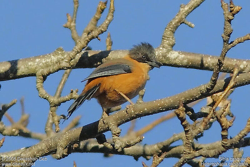 Rufous Sibiaadult