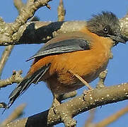 Rufous Sibia