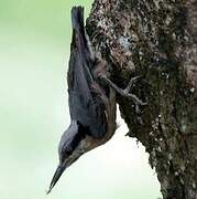 Indian Nuthatch