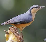 White-tailed Nuthatch