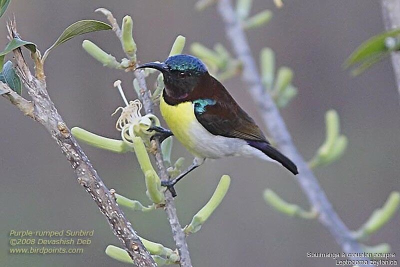 Purple-rumped Sunbird male adult