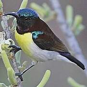 Purple-rumped Sunbird