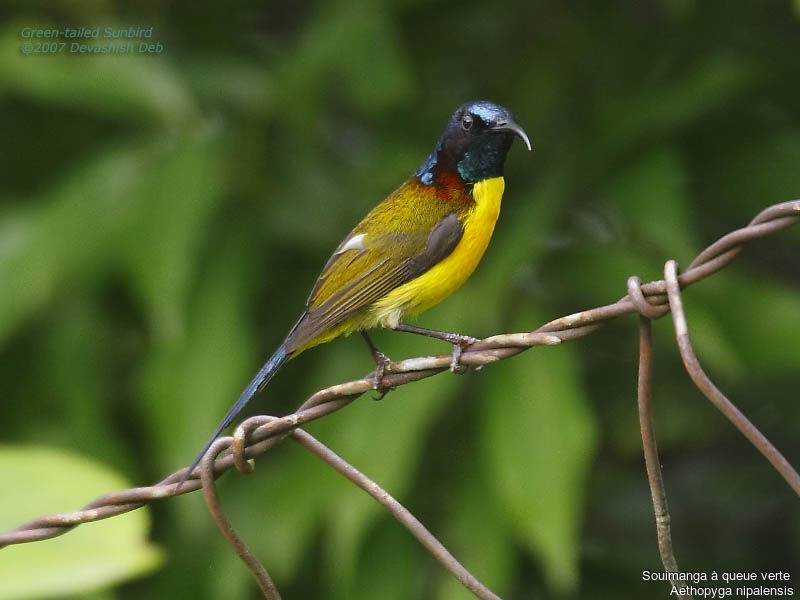 Green-tailed Sunbird male