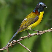 Green-tailed Sunbird