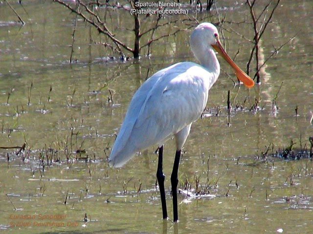 Eurasian Spoonbill