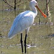 Eurasian Spoonbill