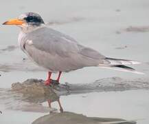 River Tern