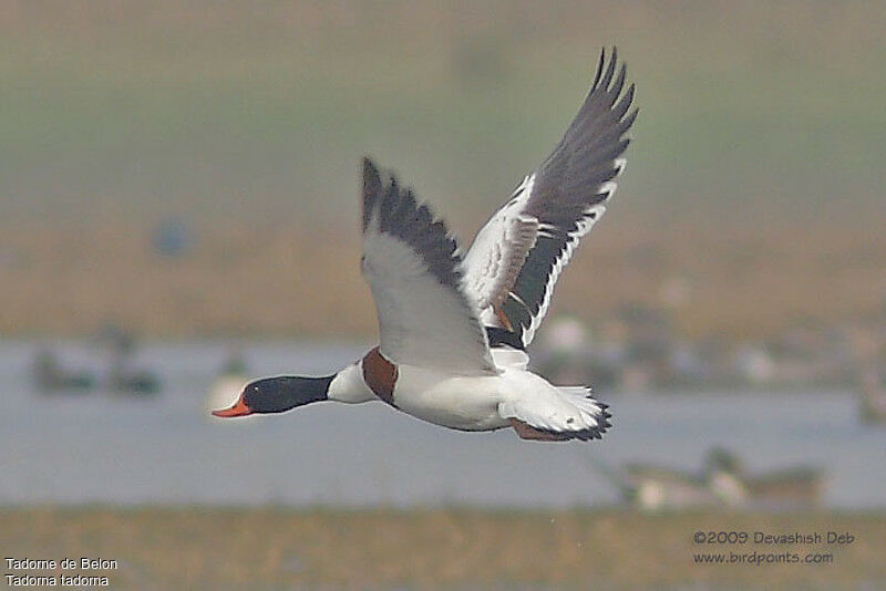 Common Shelduck