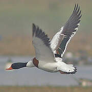 Common Shelduck