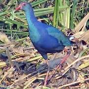 Western Swamphen