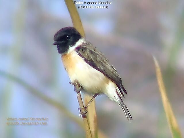 White-tailed Stonechat