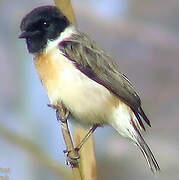 White-tailed Stonechat