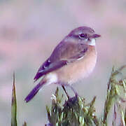 Siberian Stonechat