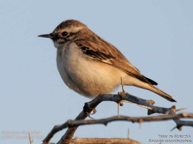 White-browed Bush Chat male adult