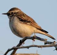 White-browed Bush Chat