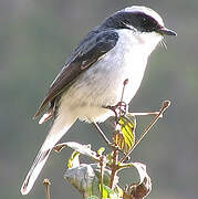 Grey Bush Chat