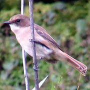 Grey Bush Chat