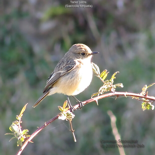 European Stonechat