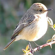 European Stonechat