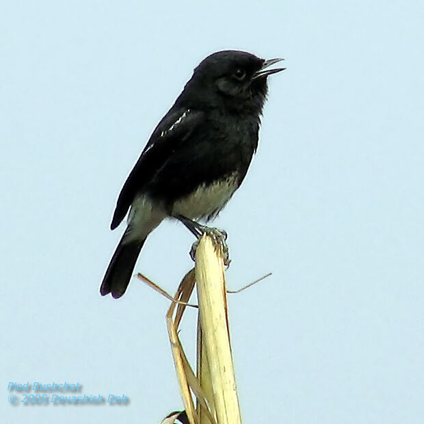 Pied Bush Chat