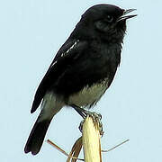 Pied Bush Chat