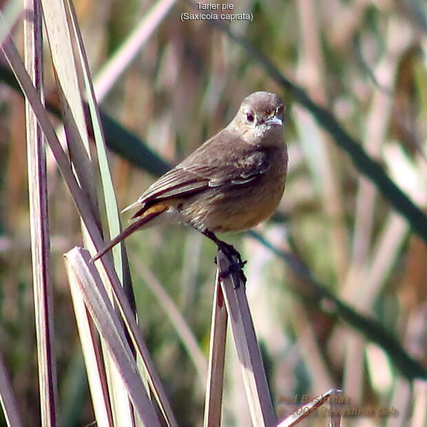 Pied Bush Chat