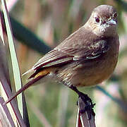 Pied Bush Chat