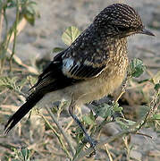 Pied Bush Chat