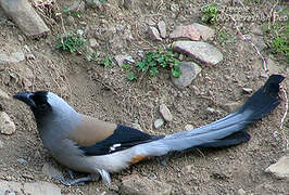 Grey Treepie