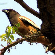 Rufous Treepie