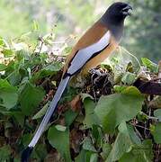 Rufous Treepie