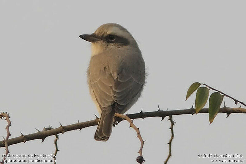 Common Woodshrike