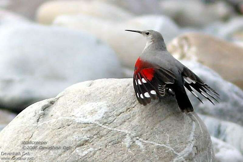 Wallcreeper female adult