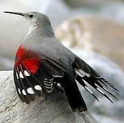 Wallcreeper