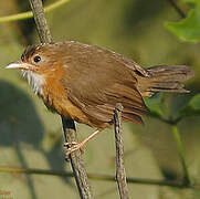 Tawny-bellied Babbler