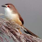 Yellow-eyed Babbler