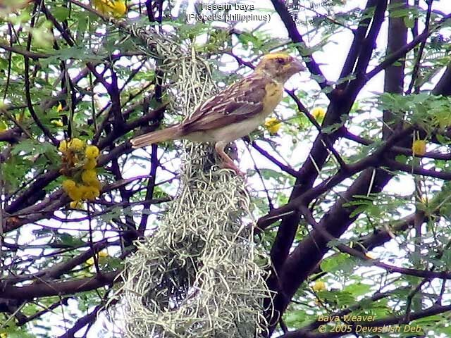 Baya Weaver