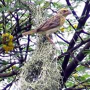 Baya Weaver