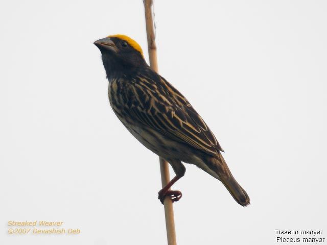 Streaked Weaver male