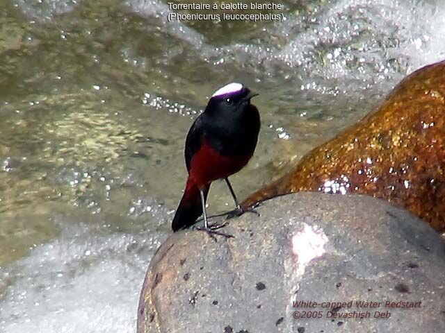 White-capped Redstart