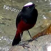 White-capped Redstart