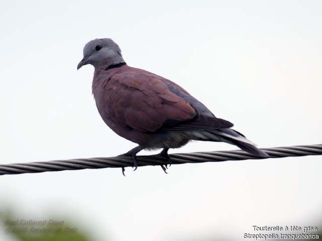 Red Collared Dove