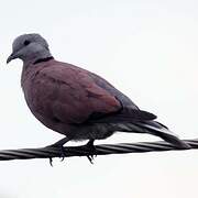 Red Collared Dove