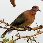 Laughing Dove