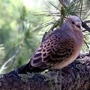 Oriental Turtle Dove